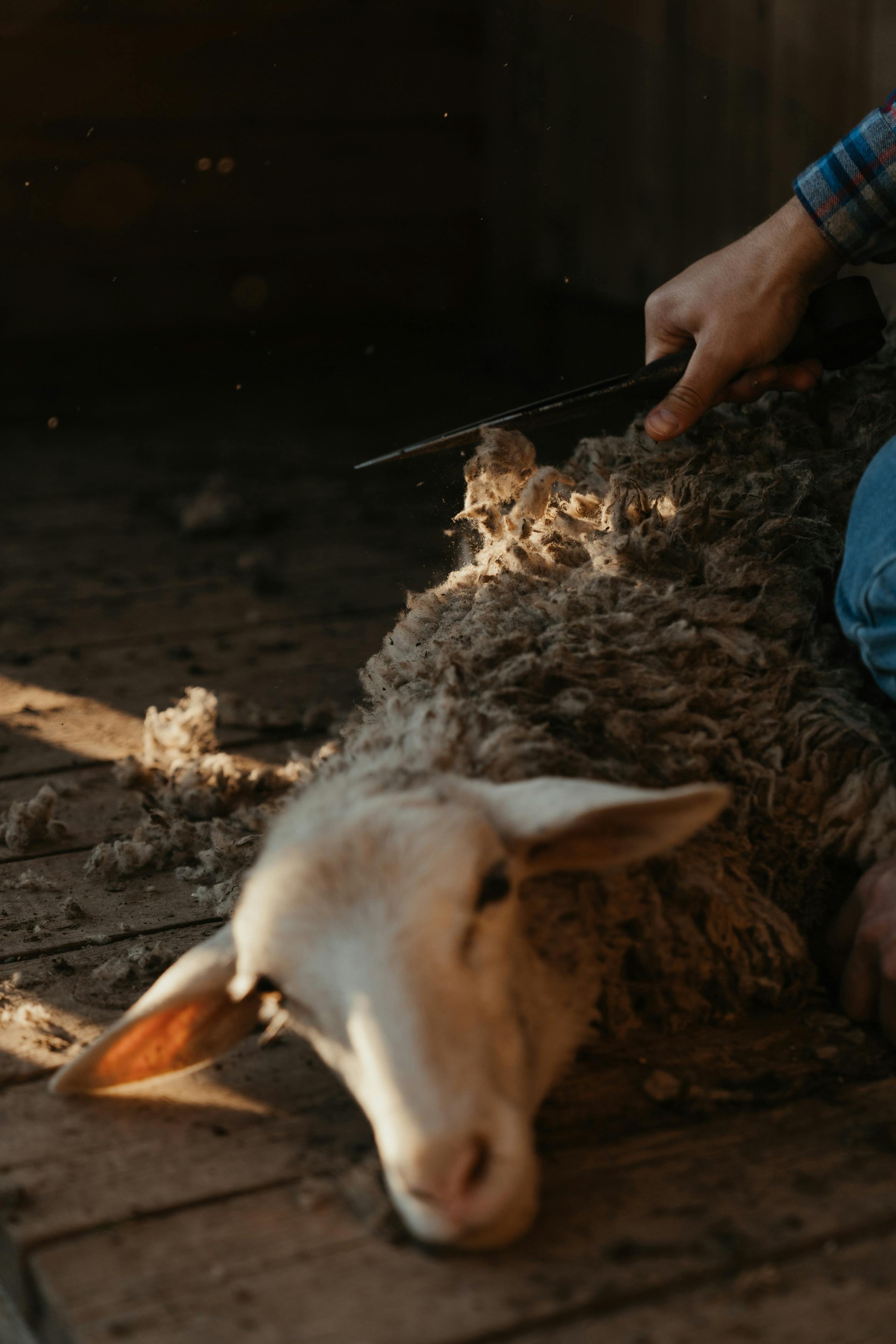 pexels-cottonbro-4927766